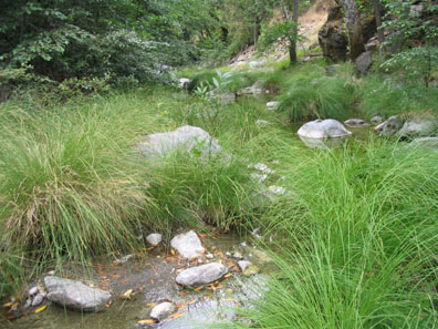 Creek
